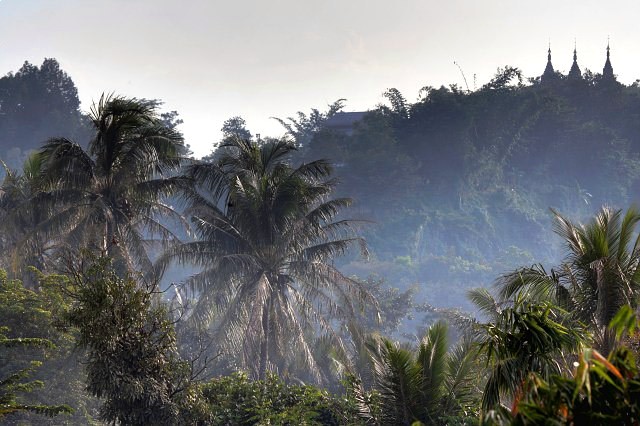 mrauk oo palms in sunlight ssbwa8v1531_29_30.jpg