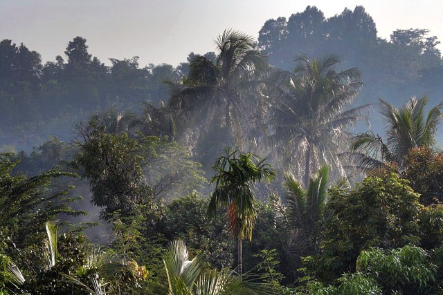 mrauk oo palms in sunlight ssbwa8v1584_2_3.jpg