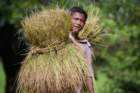 mrauk oo village boy harvesting ssbwa8v2369_small.jpg