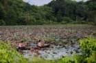 mrauk oo harvesting lotus out of boat on lakessbwa8v2671_small.jpg